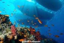 Coral Garden on Jackson Reef and moored boats above.. by Erich Reboucas 